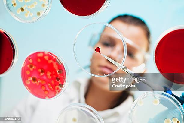 scientist examining cultures in petri dishes - microbiologie stockfoto's en -beelden