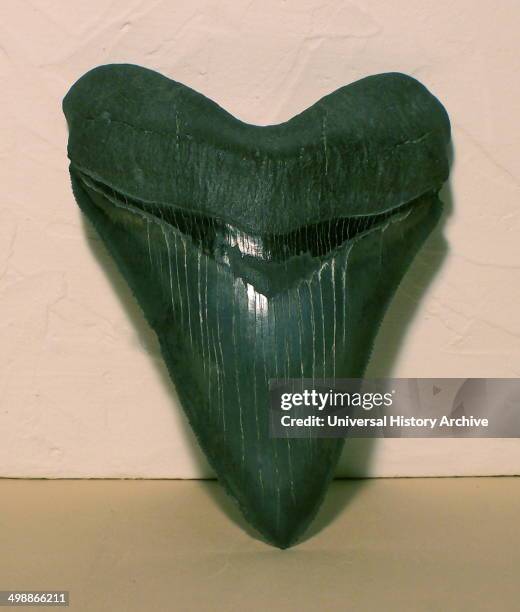 Fossilized tooth of the giant shark, the 60 feet long Carcharodon megalodon.