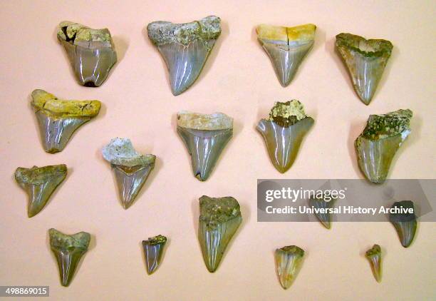 Fossilized teeth of the giant shark, the 60 feet long Carcharodon megalodon, From Malta.