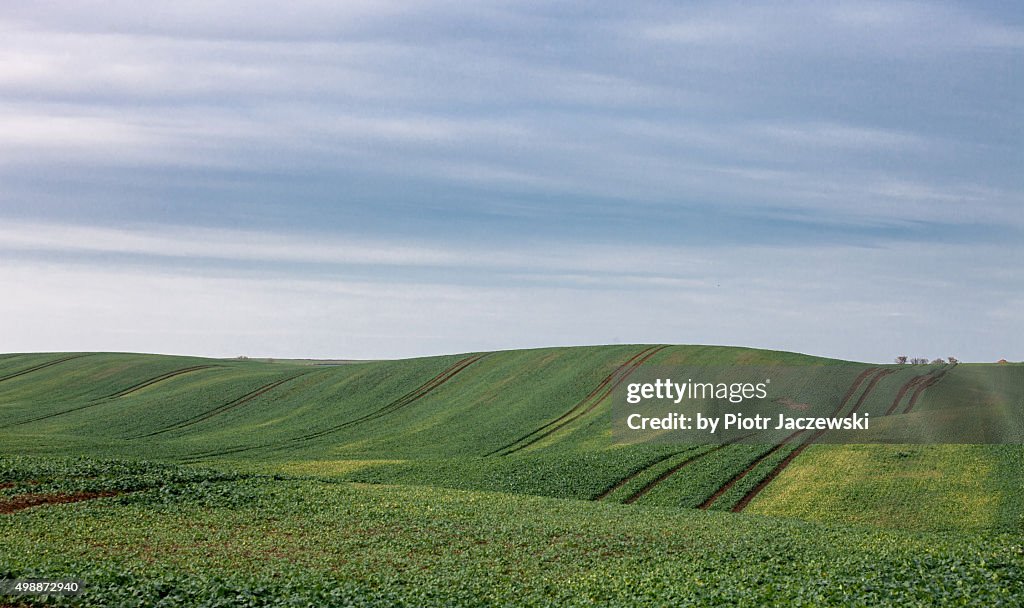 Autumn field