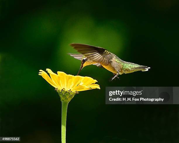 hummingbird in flight - polinização imagens e fotografias de stock