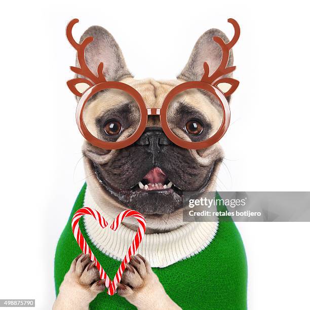 christmas dog - funny christmas dog stock pictures, royalty-free photos & images