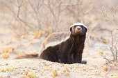 Honey badger sniffing the air
