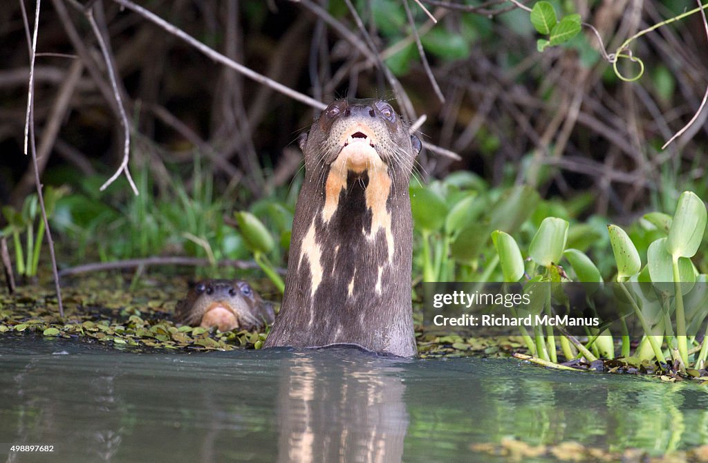 Giant otters in river looking at camera