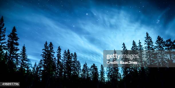 illuminated by the moon - night forest stock pictures, royalty-free photos & images