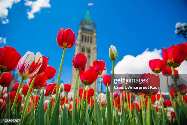 ottawa tulip festival - ottawa tulips stock pictures, royalty-free photos & images