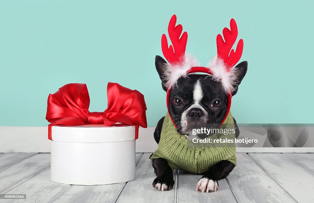 Christmas reindeer puppy