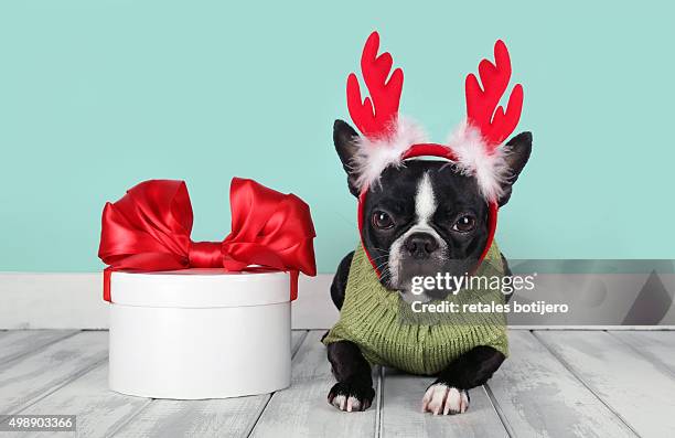 christmas reindeer puppy - christmas dogs stock pictures, royalty-free photos & images