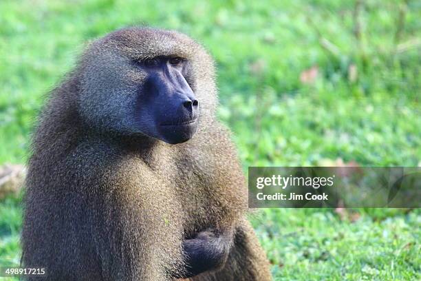 guinea baboon - guinea baboons stock pictures, royalty-free photos & images