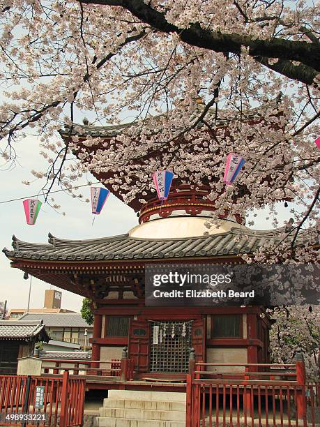 Cherry blossoms at Kita-in Temple, Kawagoe, Japan