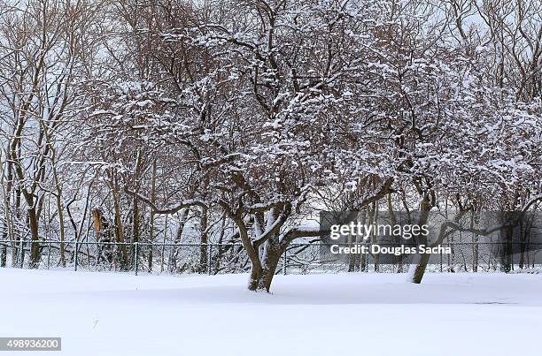 extreme weather in rural scene - bare trees on snowfield stock pictures, royalty-free photos & images