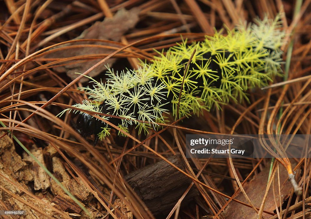 Caterpillar, Honduras