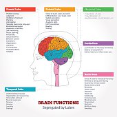 Human brain anatomy and functions