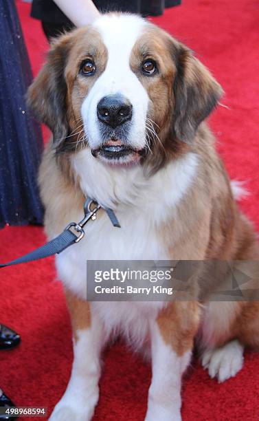 Bolt aka Rags attends the Premiere Of CBS Films' 'Love The Coopers' at the Grove Park Plaza on November 12, 2015 in Los Angeles, California.