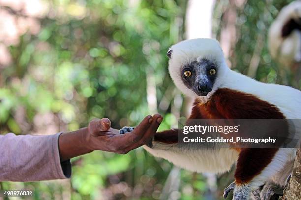 madagascar: coquerel's sifaka (lemur) being fed - lemur stock pictures, royalty-free photos & images
