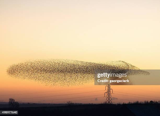 murmuration of starlings at dusk - flock of birds stock pictures, royalty-free photos & images