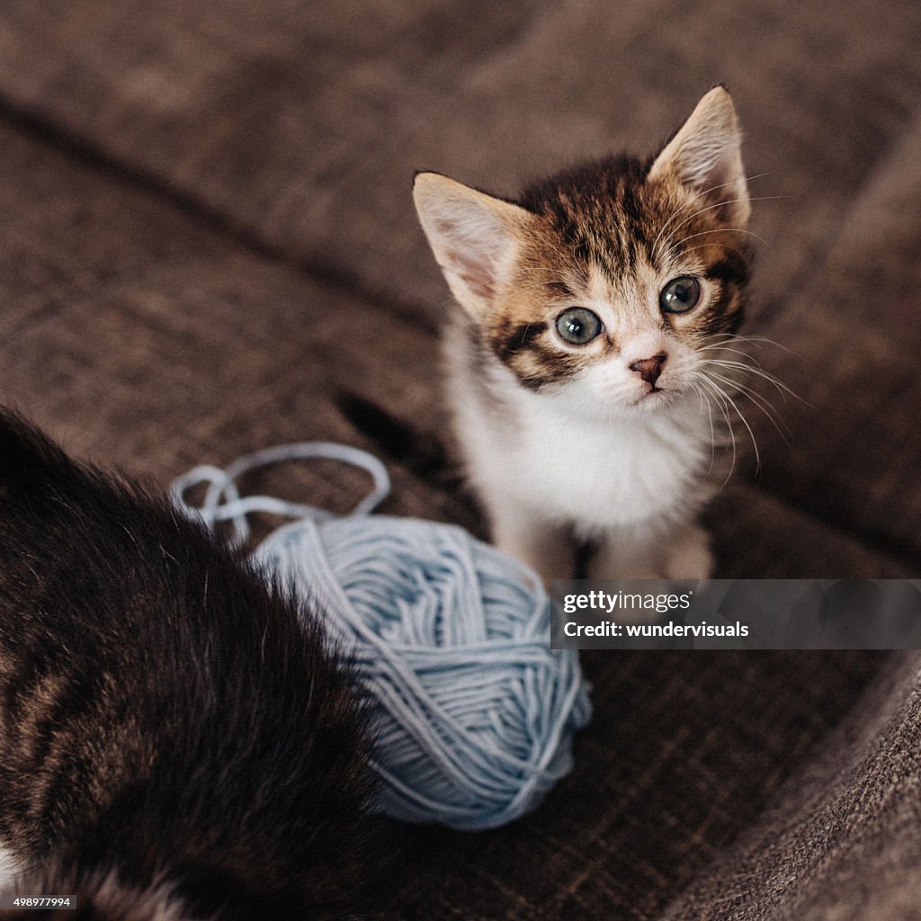 Kitten looking up next to ball of yarn on couch