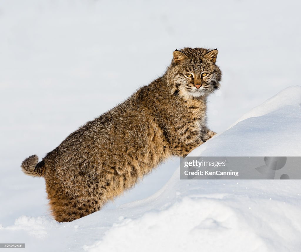 Bobcat in Winter