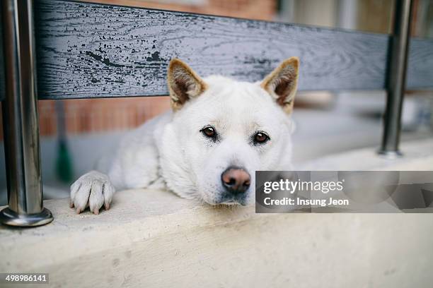 white jindo dog - korean jindo dog foto e immagini stock
