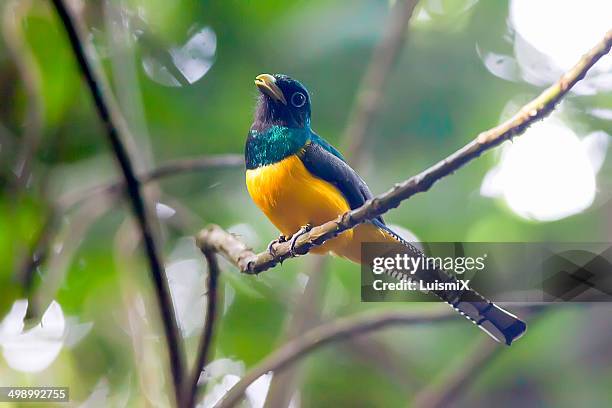 a colorful black throated trogon - trogon stock pictures, royalty-free photos & images