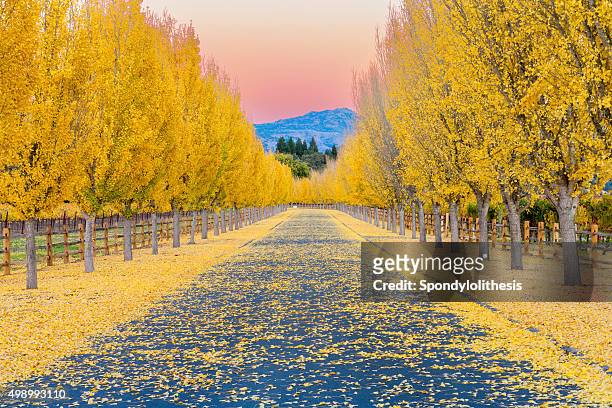 yellow ginkgo trees  on road lane in napa valley, california - ginkgo stockfoto's en -beelden