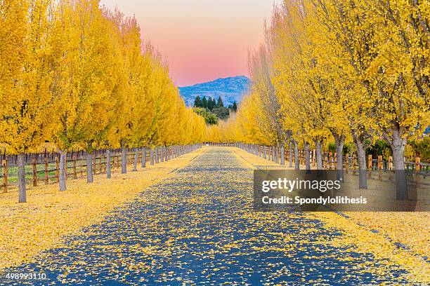 yellow ginkgo trees  on road lane in napa valley, california - ginkgo stock pictures, royalty-free photos & images