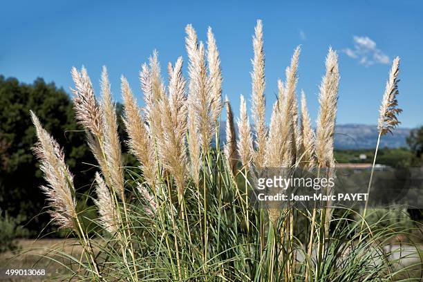 reed flowers or canne de provence - fraicheur stock pictures, royalty-free photos & images