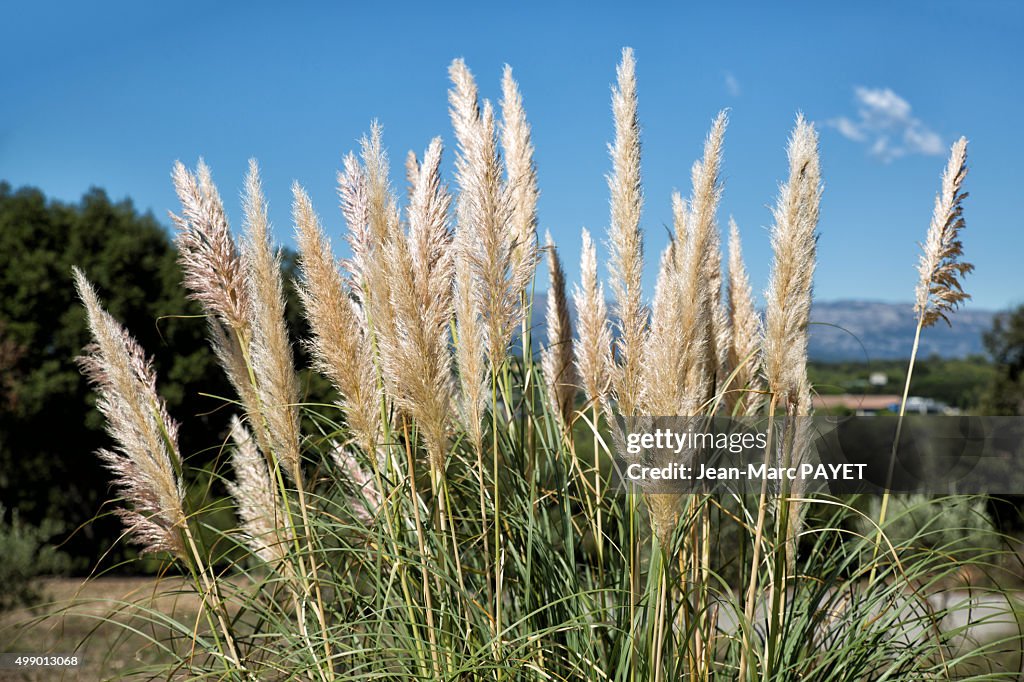 Reed flowers or Canne de Provence