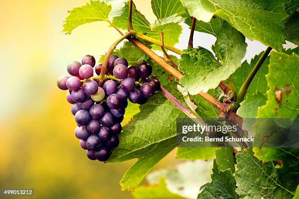 red grape on the vine - weinreben stock-fotos und bilder