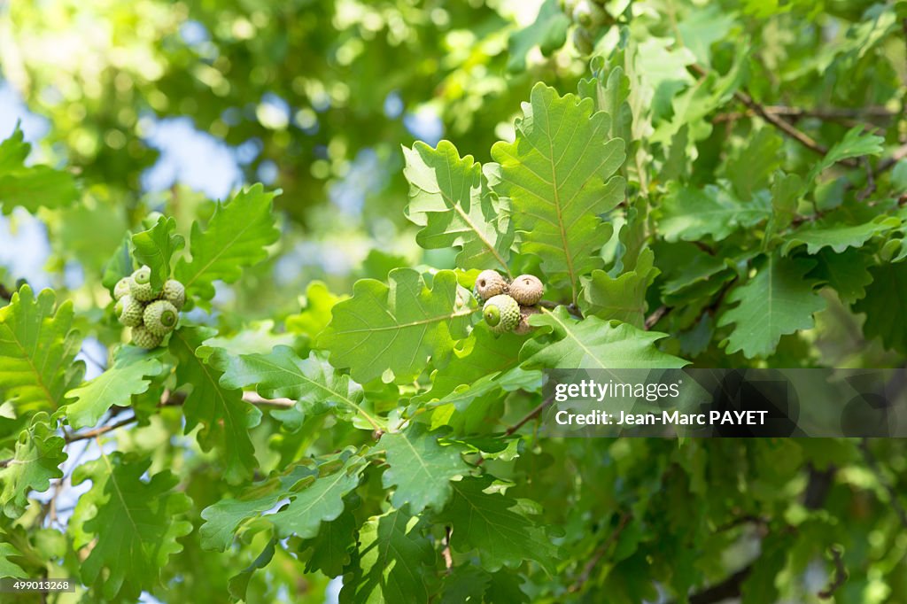 Acorns in an oak