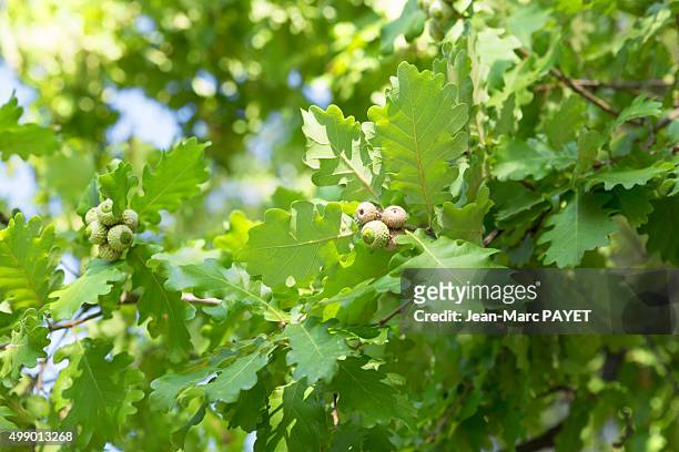 acorns in an oak - jean marc payet - fotografias e filmes do acervo