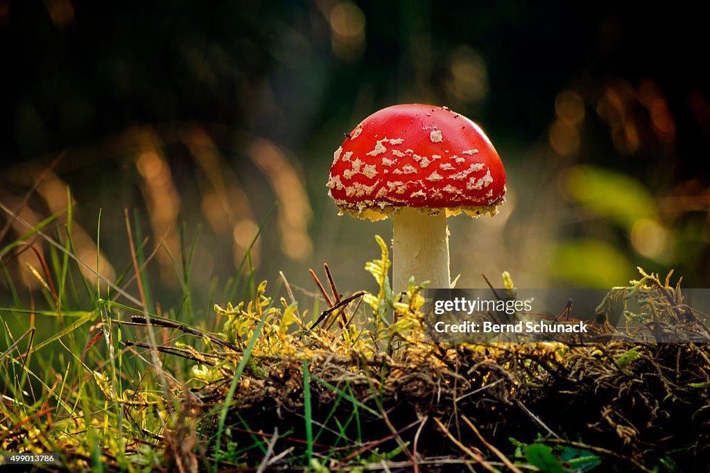 Toadstool in the forest