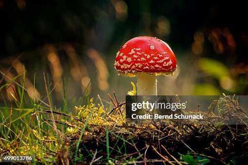Toadstool in the forest Toadstool in the forest