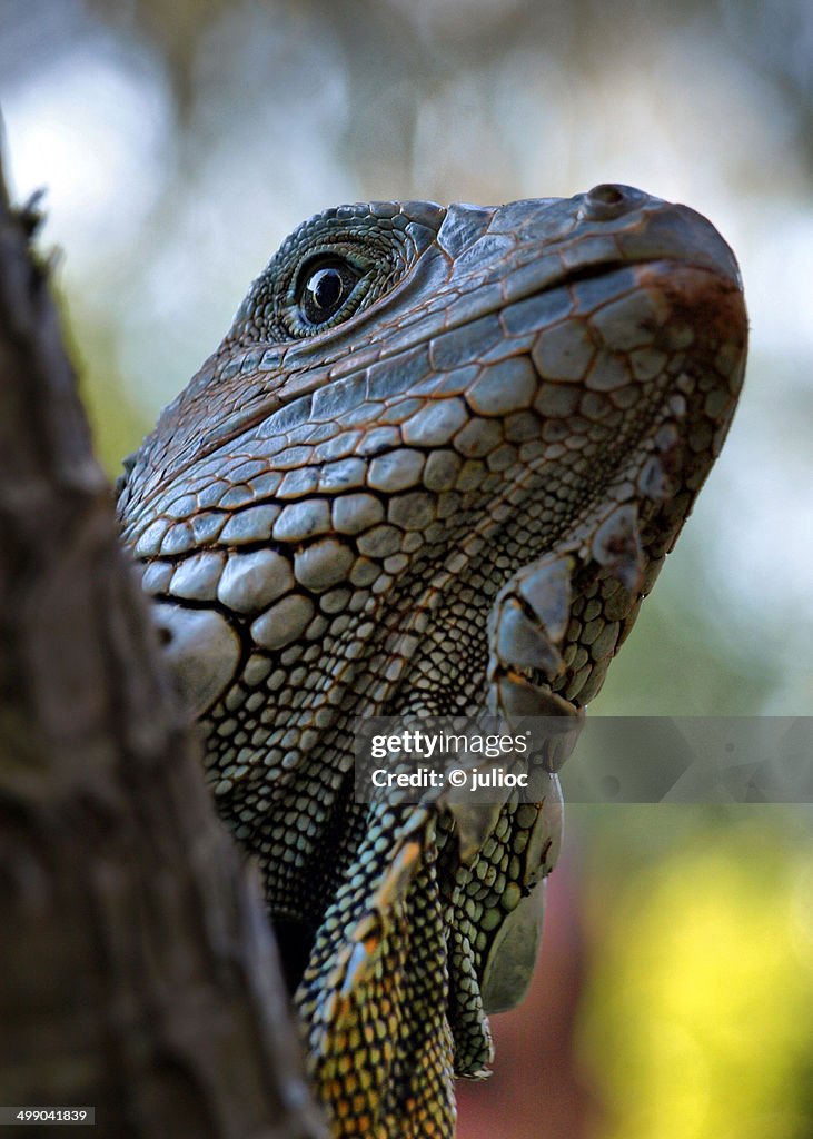 Green iguana