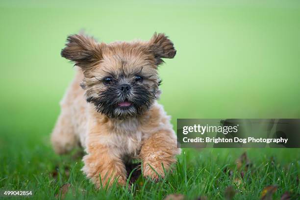 a shih tzu puppy running in a field - shih tzu stock pictures, royalty-free photos & images