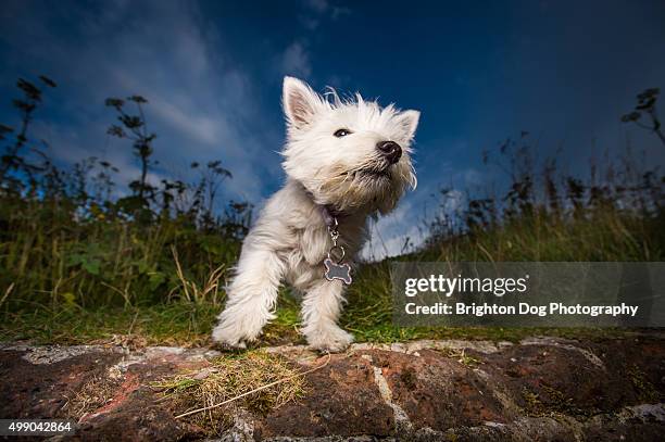 a west highland terrier puppy - west highland white terrier imagens e fotografias de stock