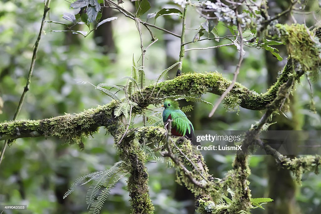 A colorful Quetzal