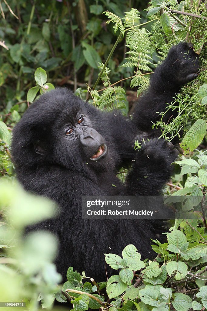 Young Gorilla Eating