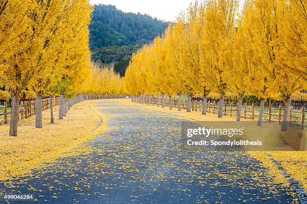 alberi di ginkgo giallo su strada lane a napa valley, california - vineyard leafs foto e immagini stock