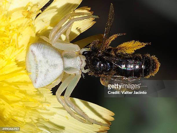 crab spider capturing a bee - algarve crab stock pictures, royalty-free photos & images