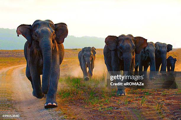 elefantes - elefante fotografías e imágenes de stock