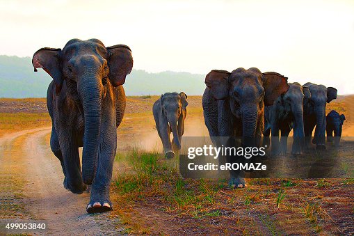 23,302 Indian Elephant Photos and Premium High Res Pictures - Getty Images 23,302 Indian Elephant Photos and Premium High Res Pictures - Getty Images