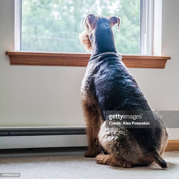 airedale terrier dog looking through window - airedale terrier stock pictures, royalty-free photos & images