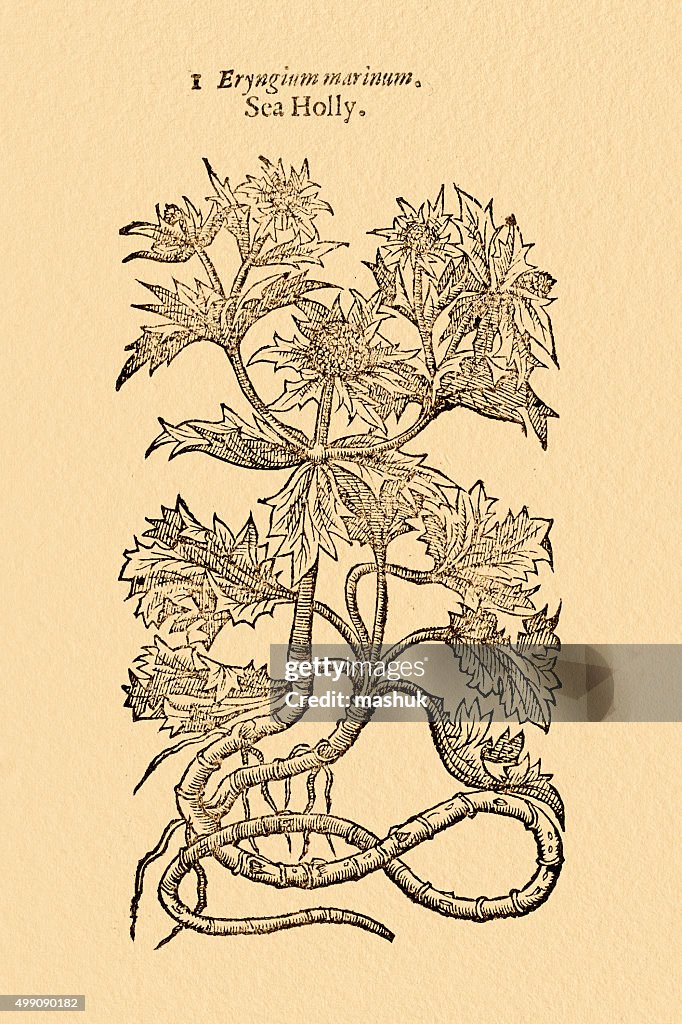 Sea Holly plant, 17 century botanical