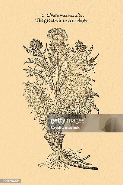 ilustraciones, imágenes clip art, dibujos animados e iconos de stock de alcachofa de planta, 17 siglo botánicos - arte-xilográfico-en-estilo-oriental