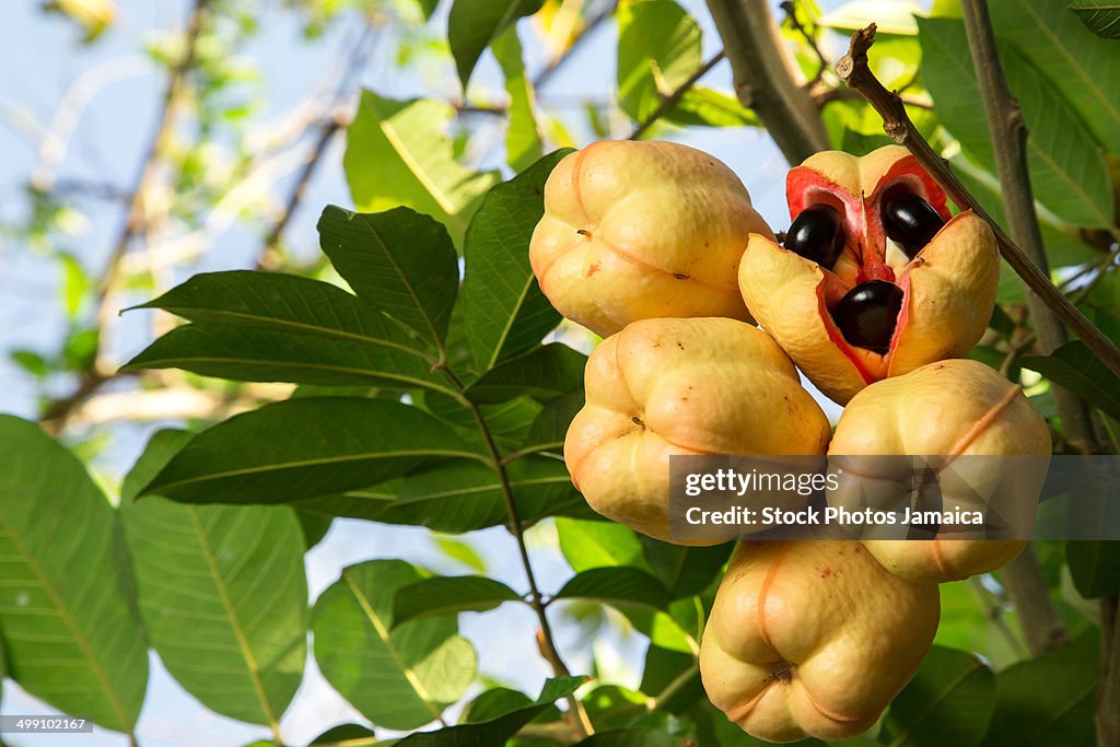 Ackee
