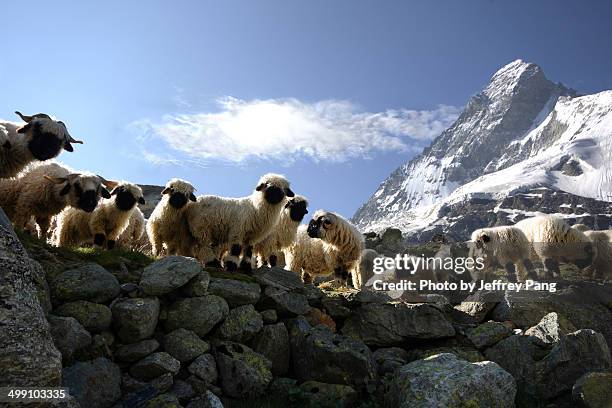 matterhorn sheep - cantòn vallese foto e immagini stock