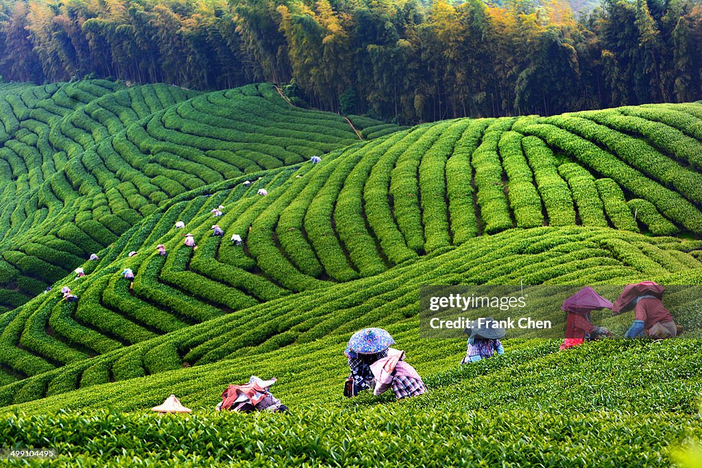 Spring tea harvest