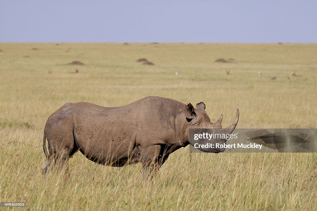 Lone black rhino