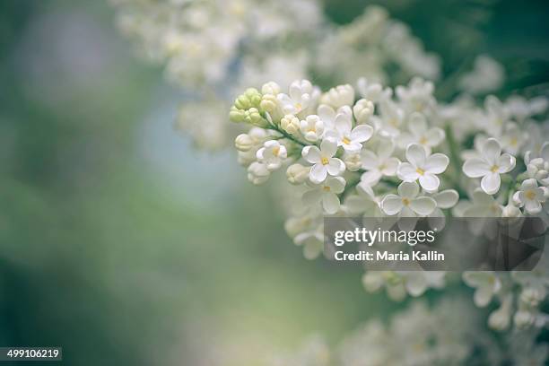 white lilac - white lilac stock pictures, royalty-free photos & images